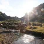 Alpeggi Ticino e Moesano