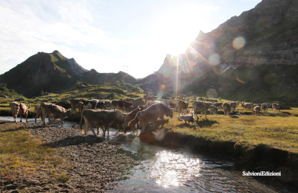 Alpeggi Ticino e Moesano