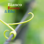 Bianco Rosso & Blu