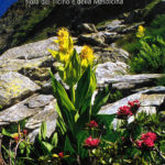 Montagne in fiore, flora del Ticino e della Mesolcina
