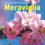 Meraviglia