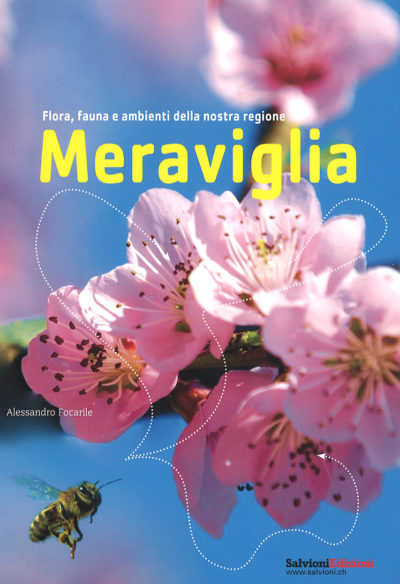 Meraviglia